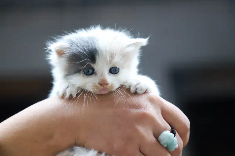 Good Cat